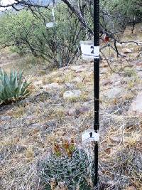 Ferocactus wislizeni image