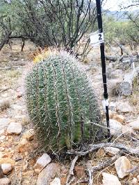 Ferocactus wislizeni image