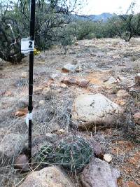 Ferocactus wislizeni image