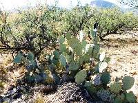 Opuntia engelmannii image