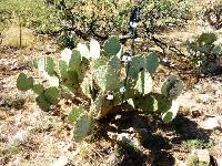 Opuntia engelmannii image