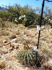 Ferocactus wislizeni image