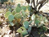 Opuntia engelmannii image