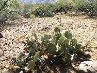 Opuntia engelmannii image