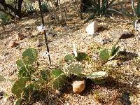 Opuntia engelmannii image