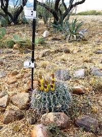 Ferocactus wislizeni image