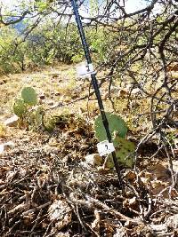 Opuntia engelmannii image