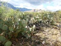 Opuntia engelmannii image