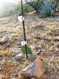 Opuntia engelmannii image