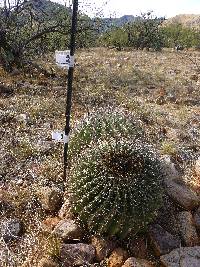 Ferocactus wislizeni image