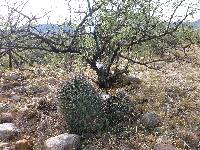 Ferocactus wislizeni image