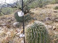 Ferocactus wislizeni image