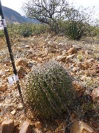 Ferocactus wislizeni image