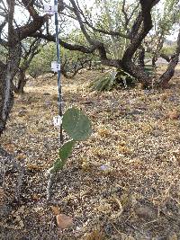 Opuntia engelmannii image