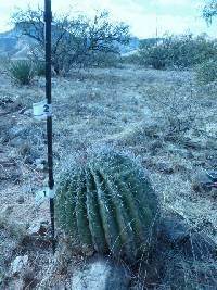 Ferocactus wislizeni image