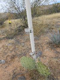 Opuntia engelmannii image