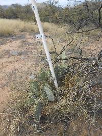 Opuntia engelmannii image