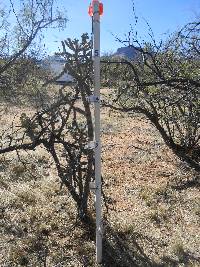 Cylindropuntia spinosior image