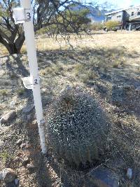 Ferocactus wislizeni image