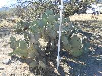 Opuntia engelmannii image