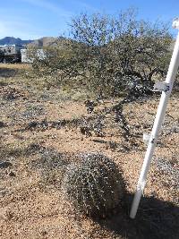 Ferocactus wislizeni image