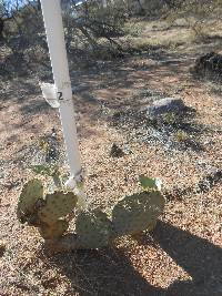 Opuntia engelmannii image