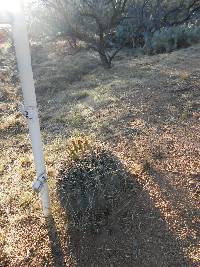 Ferocactus wislizeni image