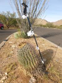 Ferocactus wislizeni image