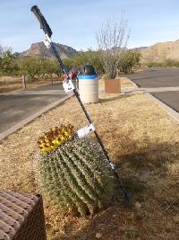 Ferocactus wislizeni image