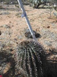 Ferocactus wislizeni image