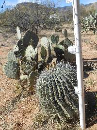 Ferocactus wislizeni image