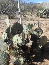 Opuntia engelmannii image