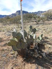 Opuntia engelmannii image