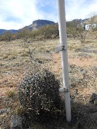 Ferocactus wislizeni image