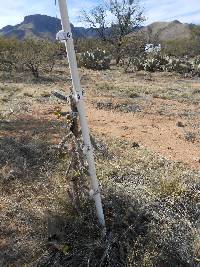 Cylindropuntia spinosior image