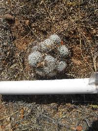 Mammillaria grahamii image