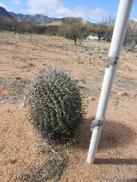 Ferocactus wislizeni image