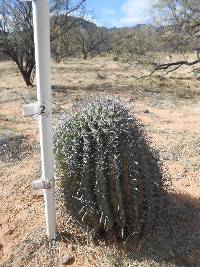 Ferocactus wislizeni image