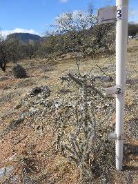 Cylindropuntia spinosior image