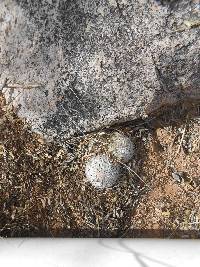 Mammillaria grahamii image