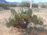 Opuntia engelmannii image