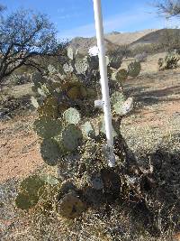 Opuntia engelmannii image