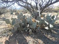 Opuntia engelmannii image