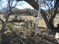 Cylindropuntia spinosior image