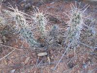 Cylindropuntia spinosior image