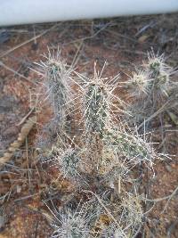 Cylindropuntia spinosior image