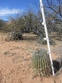 Ferocactus wislizeni image