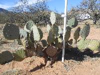 Opuntia engelmannii image