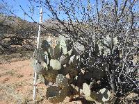 Opuntia engelmannii image