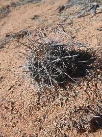 Ferocactus wislizeni image